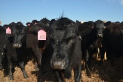 BT_Stocker_Cattle_Close_Up