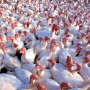 There have now been 262 commercial flocks affected with HPAI in 2022.