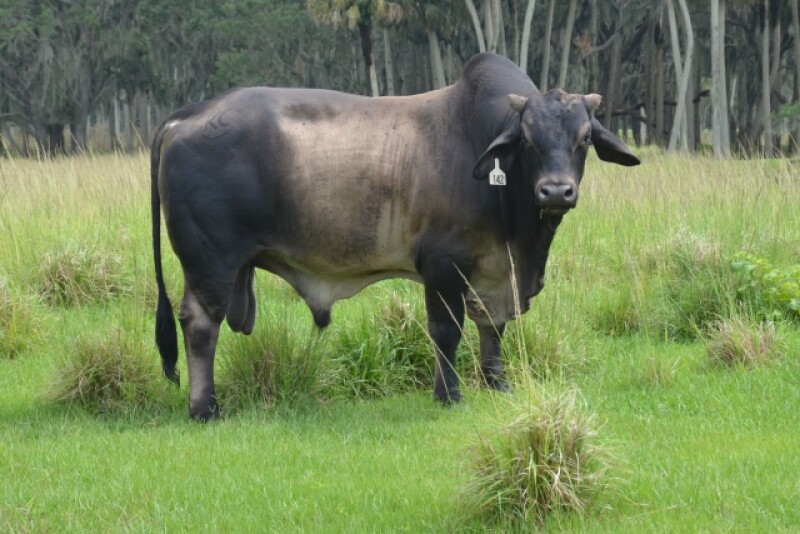 BT_Bull_Florida