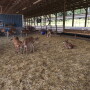 “We as the FARM team don’t expect our dairies to be perfect today,” says Emily Yeiser Stepp, director of the FARM Animal Care Program. “I don’t think anybody in any business expects to be perfect. What we are asking for is that continuous improvement.”