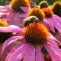 pollination