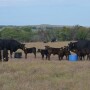 BT_Cow_Calf_Mineral
