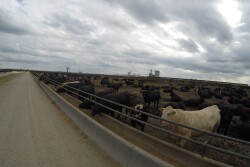 Stock photo of cattle on feed. 
