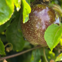 passion fruit on tree