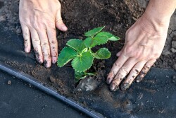 Drip irrigation near a strawberry seedling for water conservation.