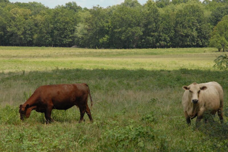 grazing-cows-missouri.jpg