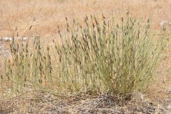 Widespread drought wasn't the only factor that caused depleted grazing conditions in the Western U.S. last year. Grasshoppers ravaged hay and grass, causing some livestock producers to liquidate a portion of their herd. 