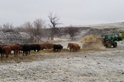 Winter feeding
