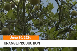 Orange trees