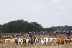 Florida_cattledrive