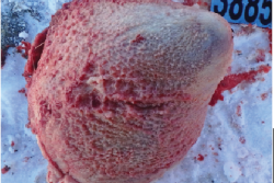 With the heart removed, fibrin can be seen adhered to the heart.