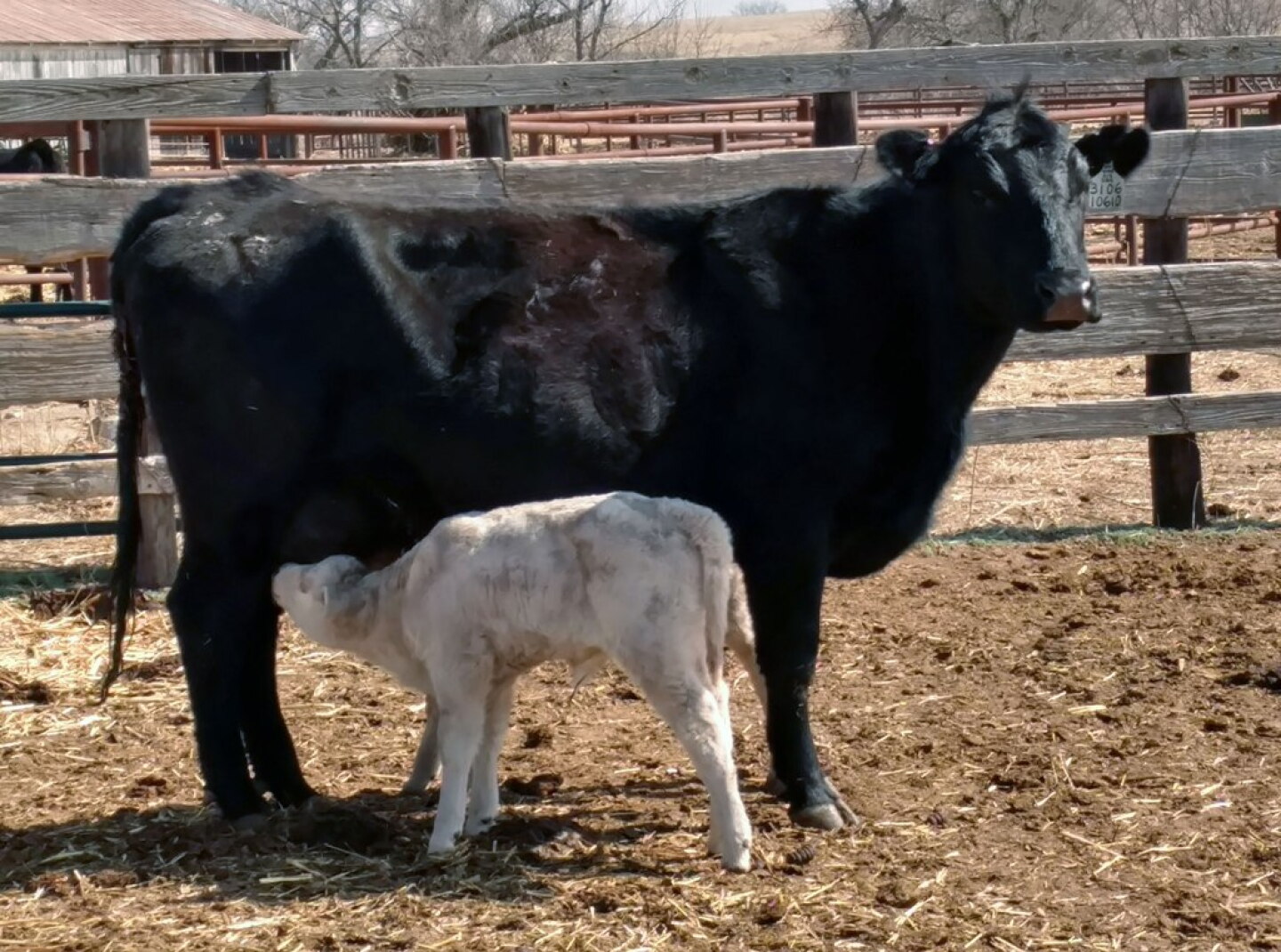 Neospora-related reproductive problems can arise from two different kinds of infected cattle.