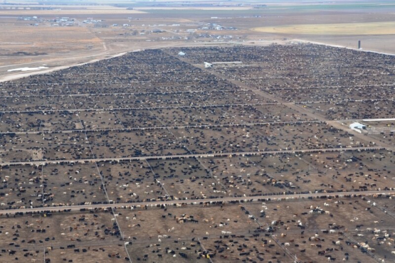 BT_Feedlot_Cattle_Airplane