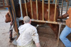 BT_Breeding_Soundness_Exam_Bull
