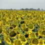 Kansas Sunflowers