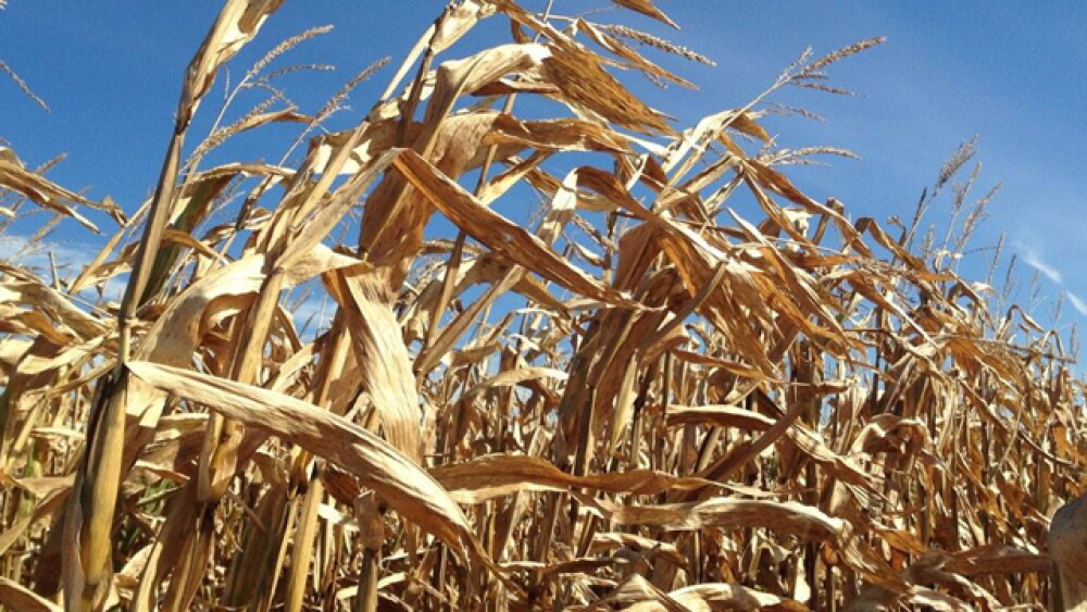 corn harvest