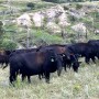 NEcows.jpg