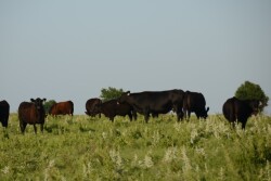 It is imperative that the landlord and tenant talk about any remedies to the lease prior to the start of the grazing season. 