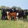 Weather, management and worm species play into deworming recommendations