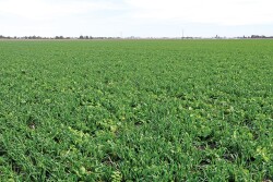 Study finds a single horizontal tillage pass significantly reduced water infiltration