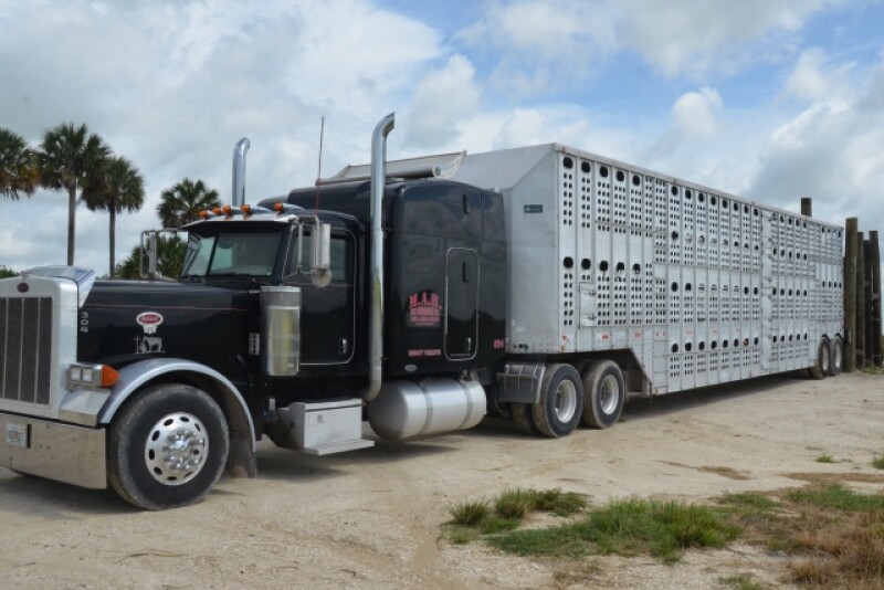 Cattle_Trailer