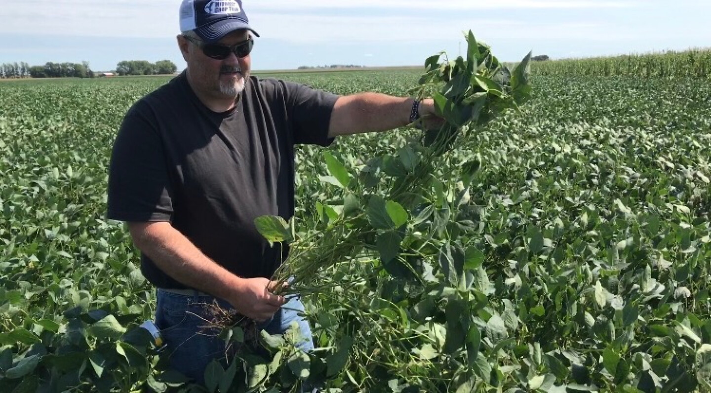 Chip Soybeans.jpg
