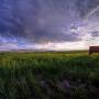 Cow sunset