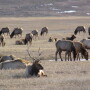 Elk herd in Yellowstone