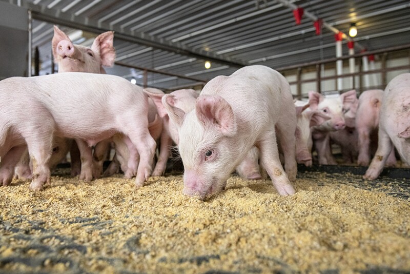 Pigs eating feed