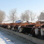 Serious consequences can result from not providing pregnant cows with enough protein during the winter.