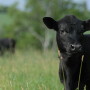 Angus names Director of Communications.