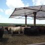 Shade for feedlot cattle improves carcass quality.