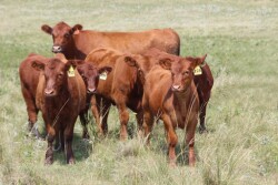 Red Angus calves