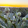 artichokes in field