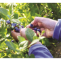Blueberries.png