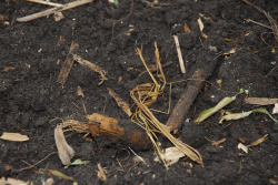 Reducing crop residue in the spring enables soils to warm up faster.