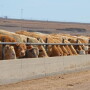 BT_Feedlot_Bunkline