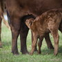 Evaluate and monitor pregnant cows and heifers that are under any stress. That could be stress associated with transport movement or disease, if that animal is suffering from a system illness or some viral infection.