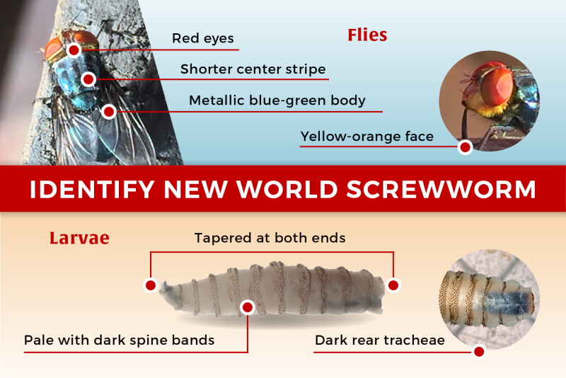 Worm Fly Insect A Second Screwworm Case Confirmed in Zavala County, Texas - Drovers