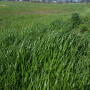 Annual ryegrass can easily be identified by its shiny leaf backside.
