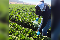 Eurofins Microbiology Laboratories researchers collect lettuce samples for testing