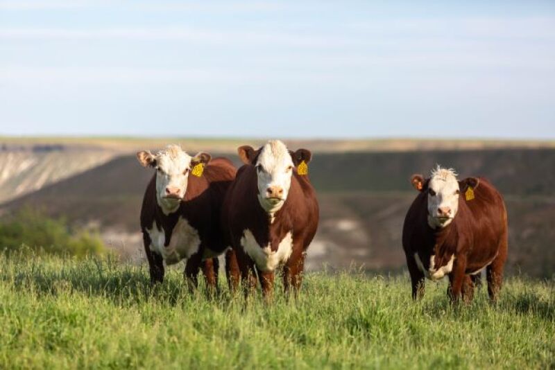AHA Heifers