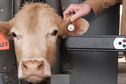 EID Tag with Cow