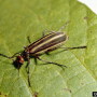 Blister beetle