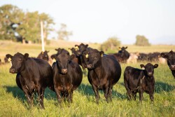 Grazing cows