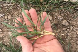 Poor planting conditions could help wheat prices