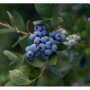 PNW blueberries