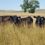 Contolling flies.NDSU_.jpg
