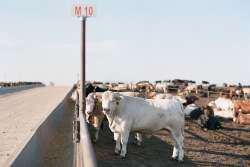 Charolais steer