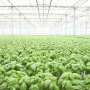 North Shore Living 's greenhouses are a stop on the West Coast Expo's farm tours Friday, May 11.